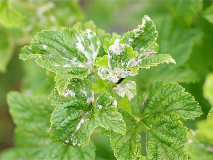 Cassis - Blanc (Podosphaera mors-uvae)