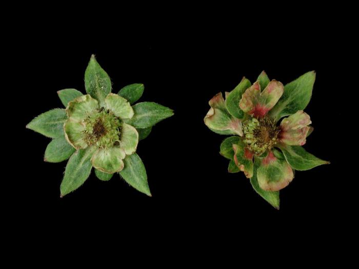 Fraise - Phytoplasme de la phyllodie du trèfle_2