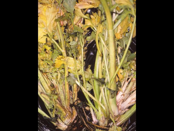 Céleri - Phytoplasme de la jaunisse de l'aster