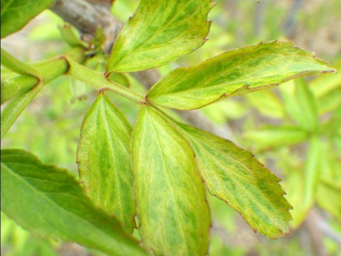 Sureau blanc - Virus de l'enroulement des feuilles du cerisier - sureau (CLRV-e)
