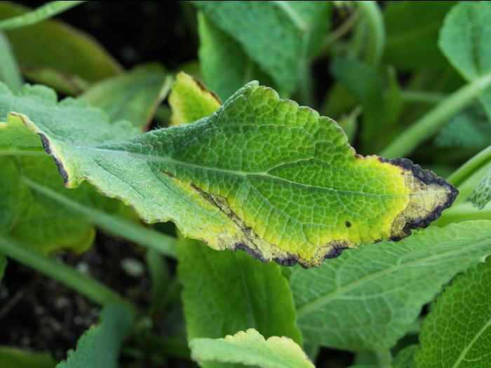 Sauges - Tache bactérienne (Xanthomonas sp.)