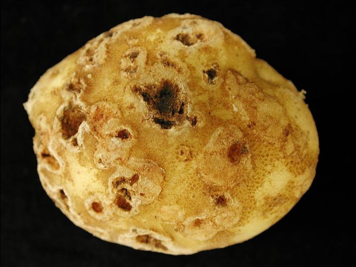 Pomme de terre - Gale commune (Streptomyces scabiei)