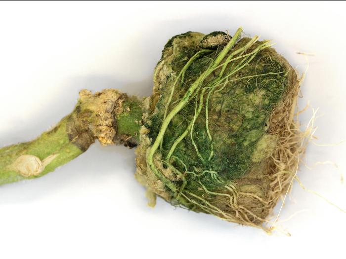 Tomate - Tumeur du collet (Agrobacterium tumefaciens)
