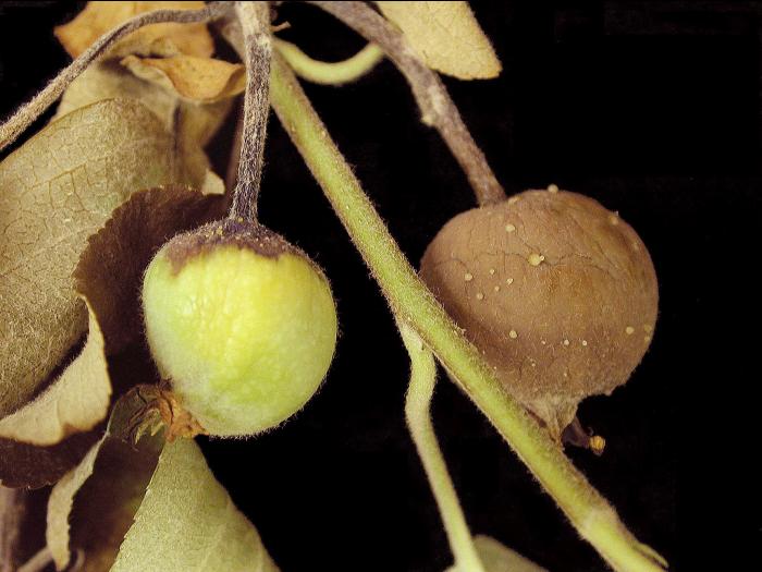 Pomme - Brûlure bactérienne (Erwinia amylovora)