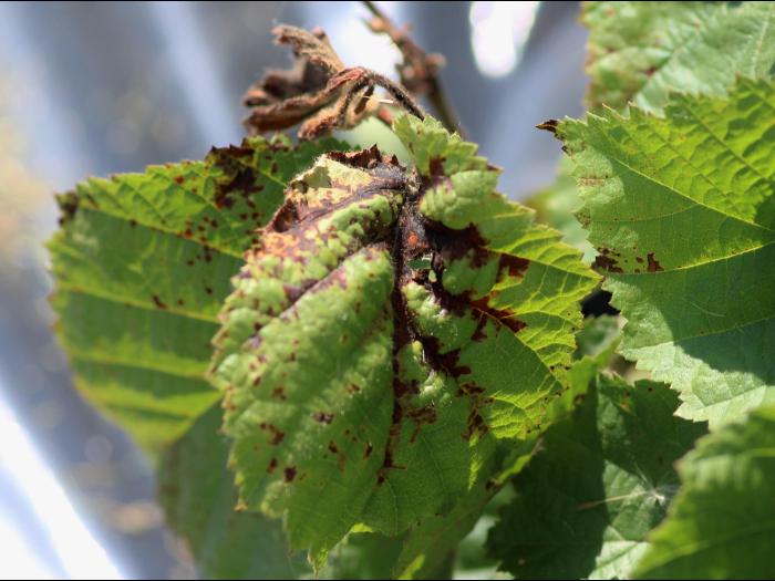 Noisetier - Brûlure bactérienne (Xanthomonas arboricola pv. corylina)