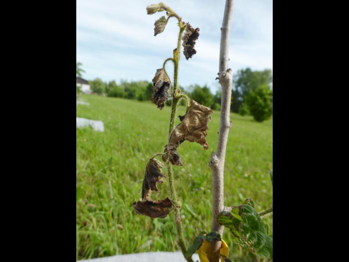 Noisetier - Brûlure bactérienne (Xanthomonas arboricola pv. corylina)