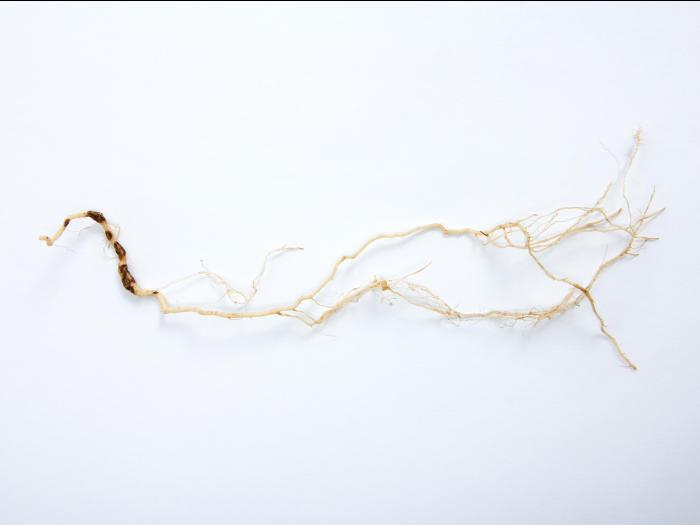 Tomate - Nématode cécidogène du nord (Meloidogyne hapla)