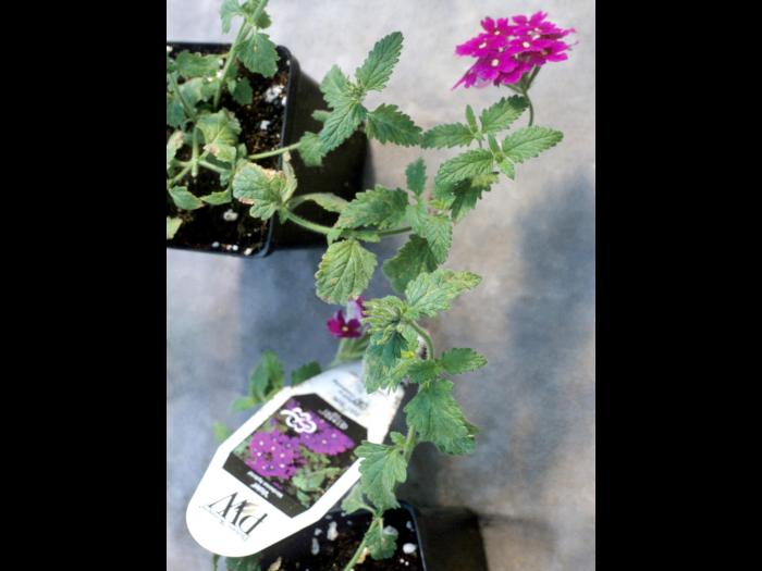 Verveines - Virus de la tache nécrotique de l'impatiente (INSV)