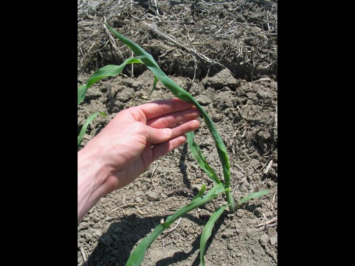 Maïs grain et fourrager - Sol compact