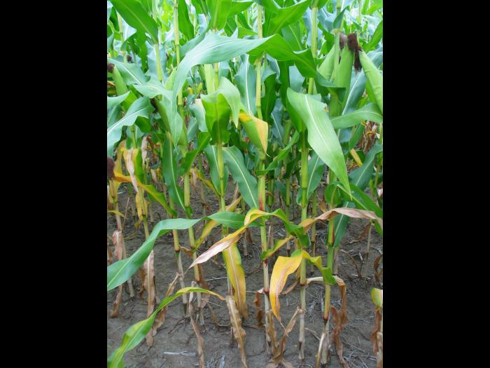 Maïs grain et fourrager - Carence en azote