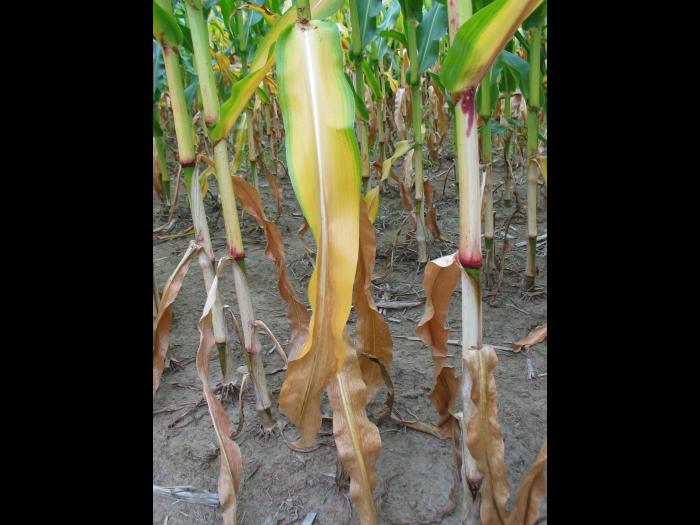 Maïs grain et fourrager - Carence en azote