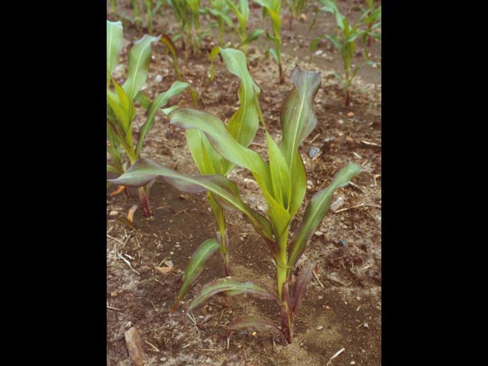 Maïs grain et fourrager - Carence en phosphore_1