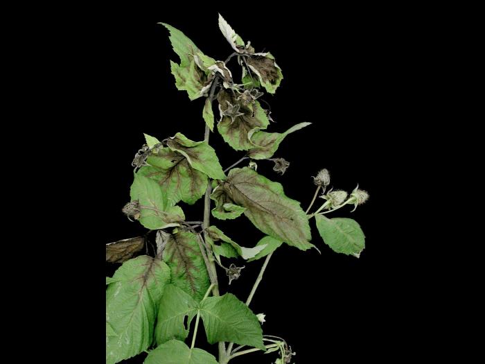 Framboise - Brûlure bactérienne (Erwinia amylovora)