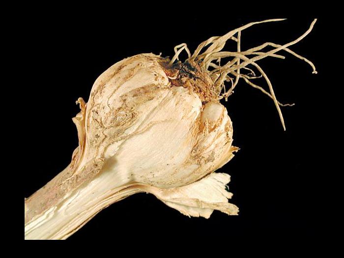 Ail - Nématode des tiges et des bulbes [Ditylenchus dipsaci]