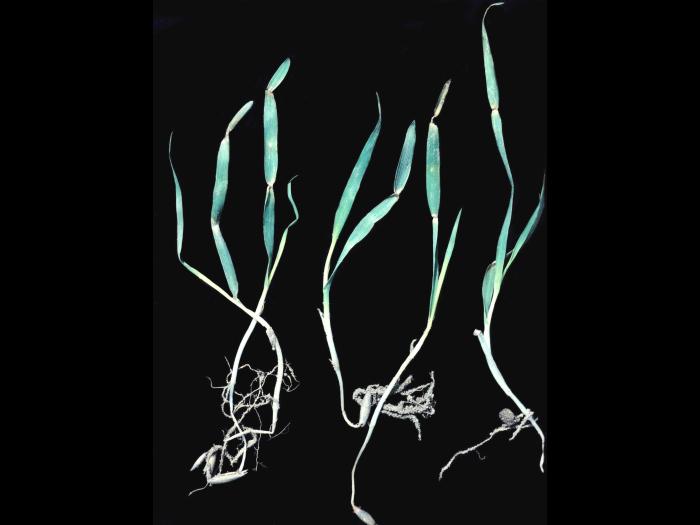 Avoine - Étranglement chlorotique