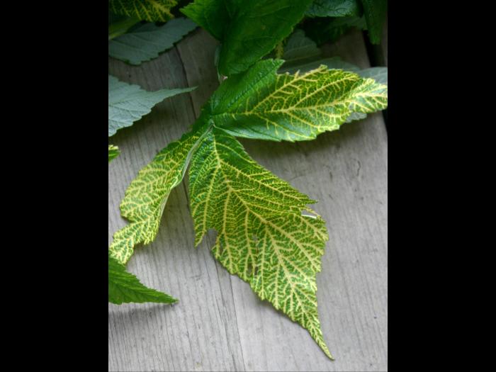 Framboise - terbacil (5)_1