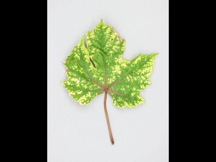 Vigne (raisin) - glyphosate (9)_3