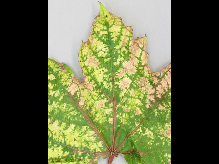 Vigne (raisin) - glyphosate (9)_4