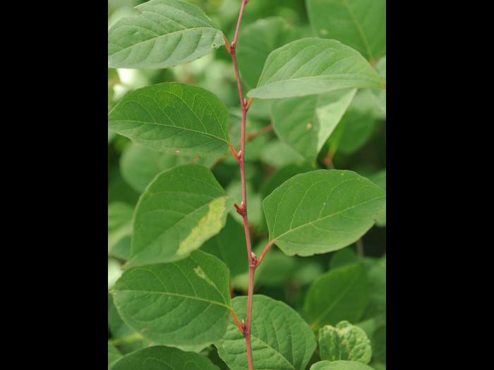 Renouée Japon (Reynoutria japonica)_24
