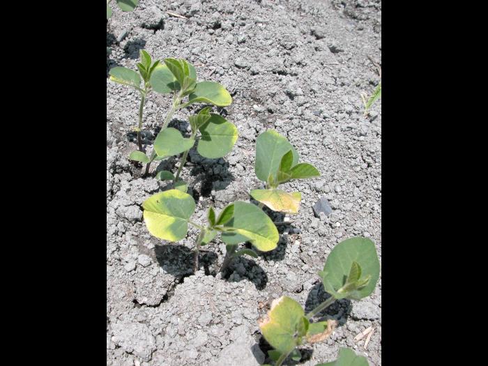 Soya - métribuzine (5)_1