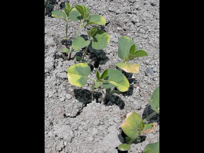 Soya - métribuzine (5)_3