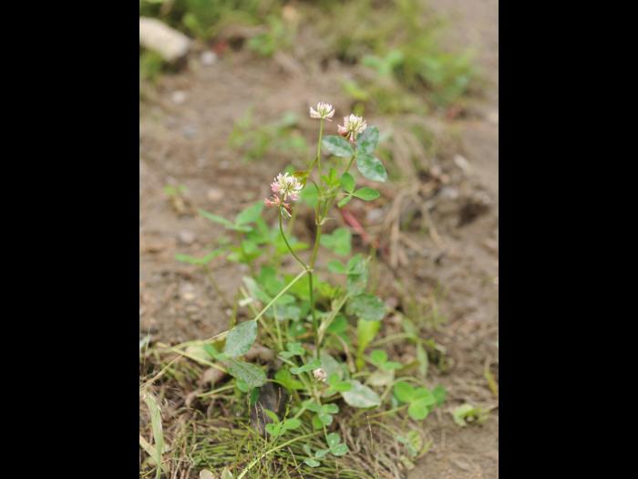 Trèfle alsike(Trifolium hybridum)_5