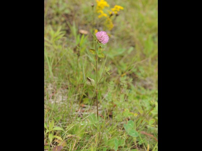 Trèfle rouge(Trifolium pratense)_5