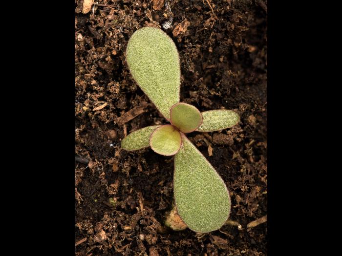 Pourpier potager (Portulaca oleracea)_15