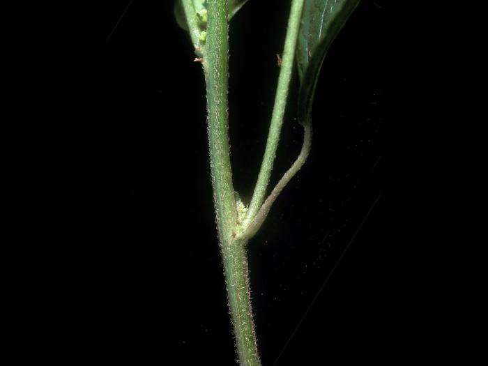 Ricinelle rhomboide (Acalypha rhomboidea)_6