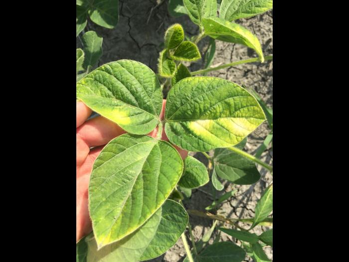 Soya - mésotrione (27)_6