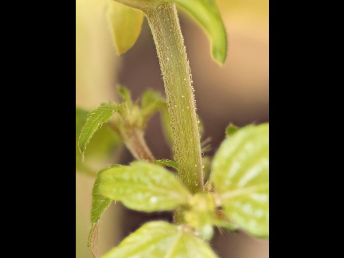 Ricinelle rhomboide (Acalypha rhomboidea)_20