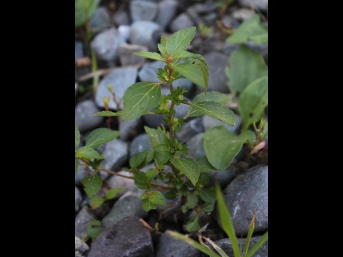 Ricinelle rhomboide (Acalypha rhomboidea)_21