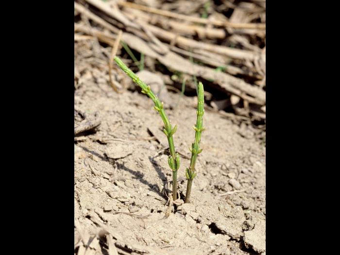 Prêle champs (Equisetum arvense)_5