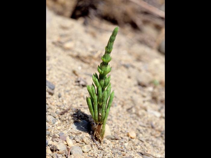 Prêle champs (Equisetum arvense)_6