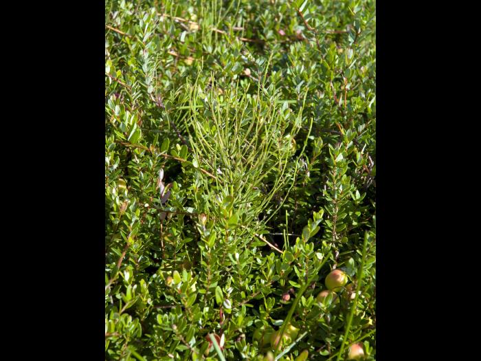 Prêle champs (Equisetum arvense)_20