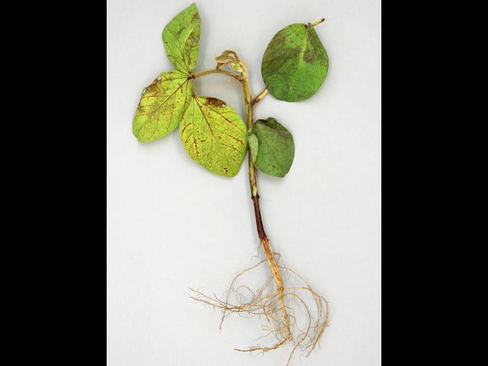 Soya - chlorimuron-éthyle (2)_1