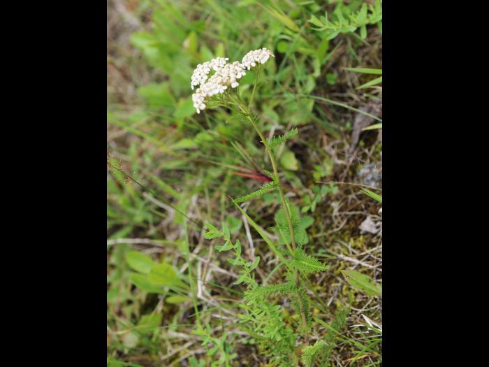 Achillée millefeuille(Achillea millefolium)_23