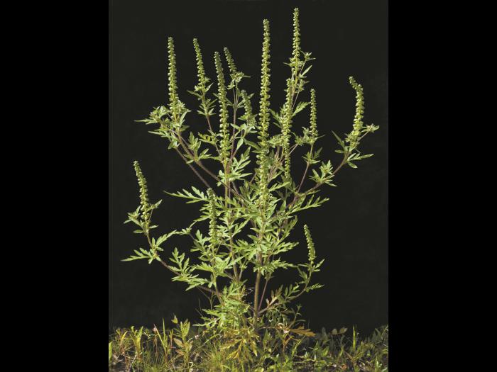 Petite herbe à poux (Ambrosia artemisiifolia)_14