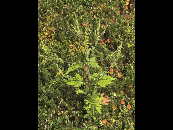 Petite herbe à poux (Ambrosia artemisiifolia)_27