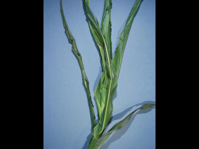 Maïs grain et fourrager - dicamba (4)_4