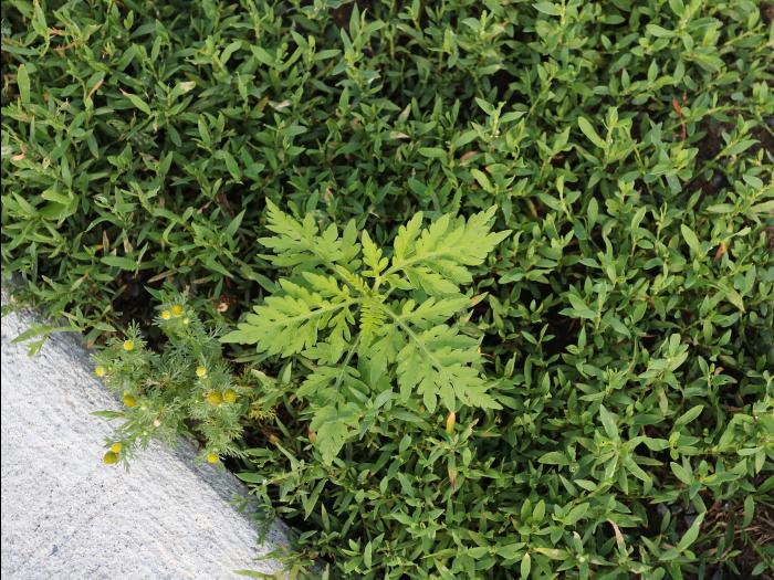 Petite herbe à poux (Ambrosia artemisiifolia)_34
