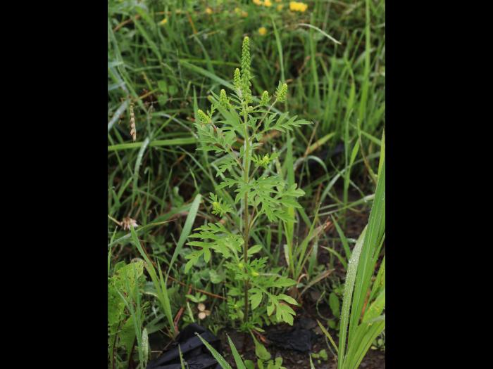 Petite herbe à poux (Ambrosia artemisiifolia)_36
