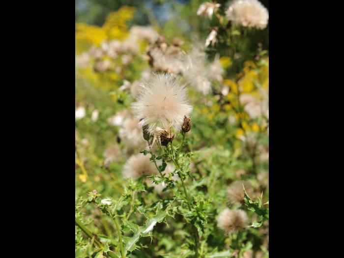 Chardon champs(Cirsium arvense)_21
