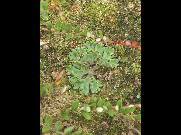 Hépatique fontaines (Marchantia polymorpha)_3