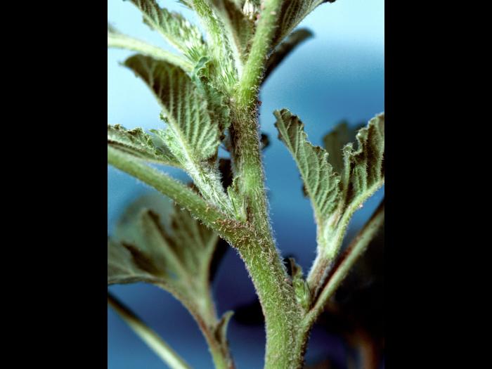 Amarante à racine rouge(Amaranthus retroflexus)_4