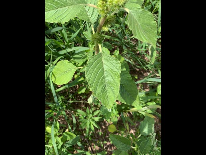 Amarante à racine rouge(Amaranthus retroflexus)_18