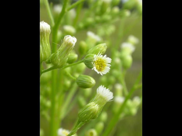 Vergerette du Canada(Erigeron canadensis)_14