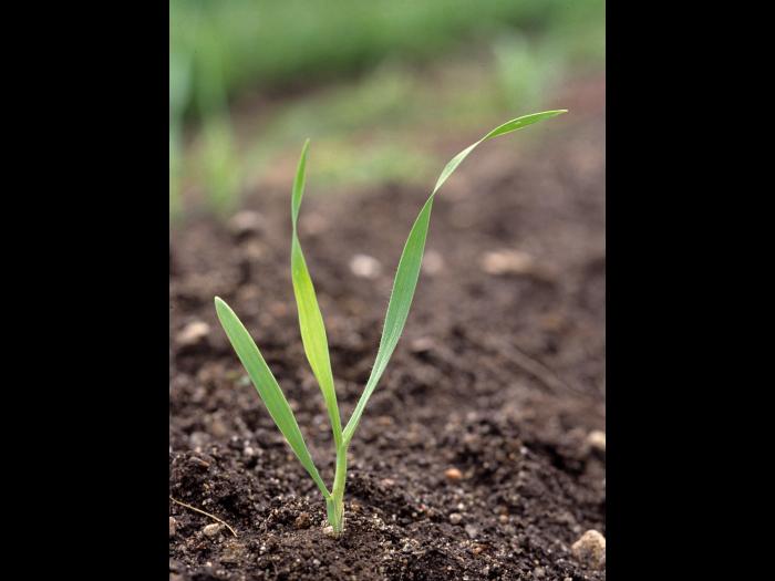 Folle avoine (Avena fatua)_1