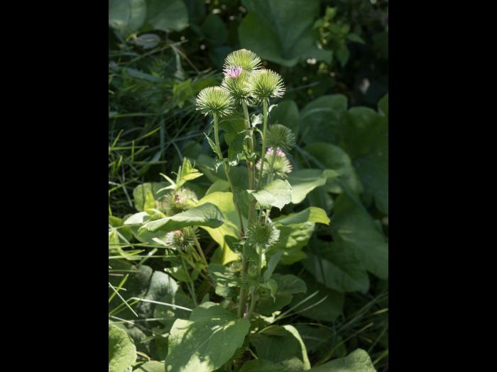 Grande bardane (Arctium lappa)_8