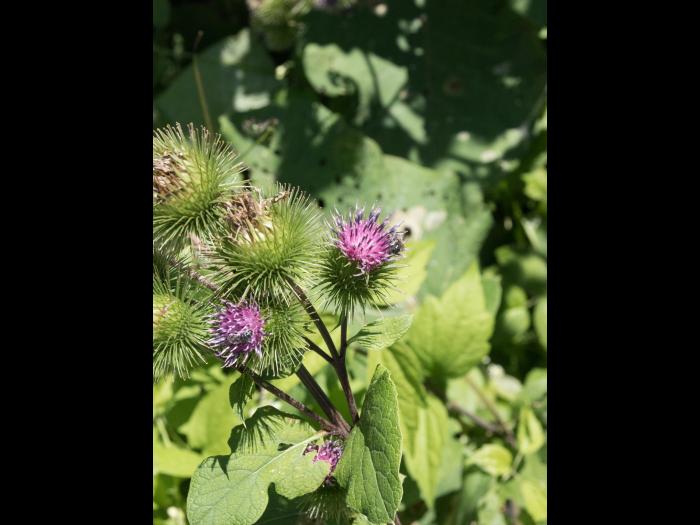 Grande bardane (Arctium lappa)_11
